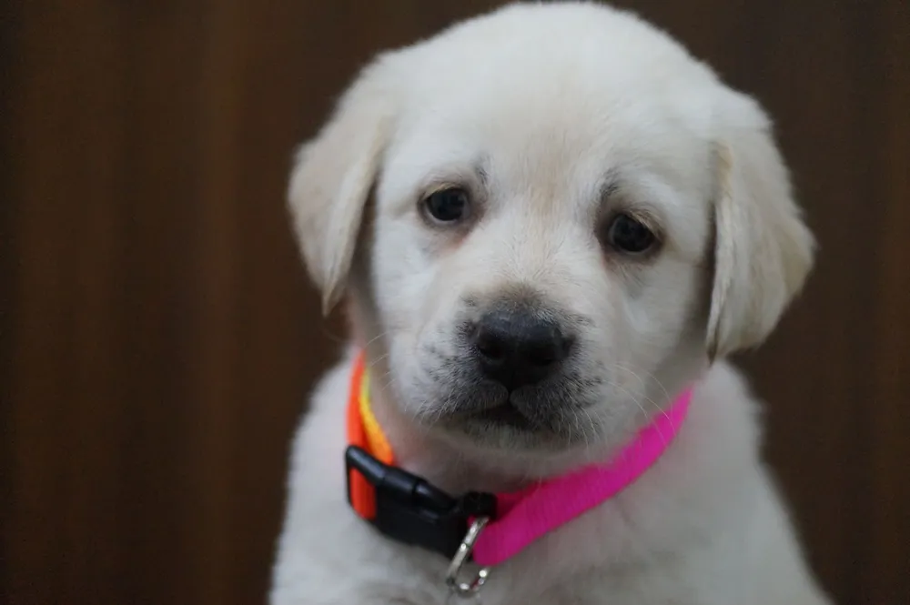 Szczeniak labradora retrievera w kolorowej obroży