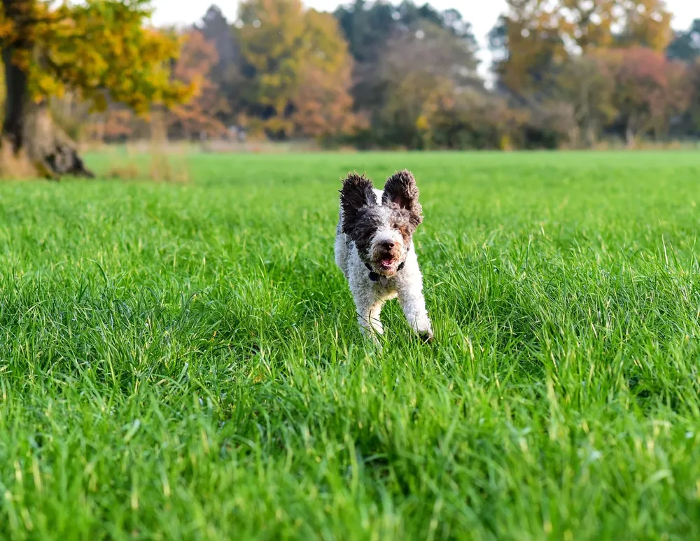 Biało-brązowe lagotto romagnolo biegnące przez trawę