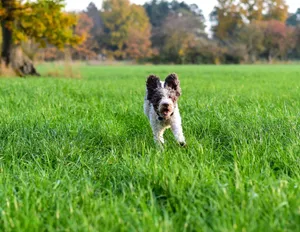 Biało-brązowe lagotto romagnolo biegnące przez trawę