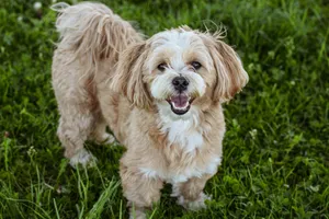 Lhasa apso stojący na trawie z pogodnym wyrazem pyska