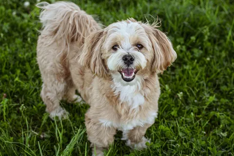 Lhasa apso stojący na trawie z pogodnym wyrazem pyska