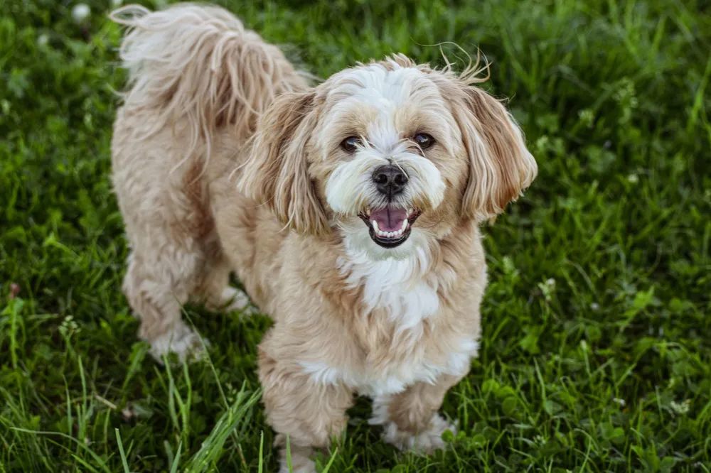 Lhasa apso stojący na trawie z pogodnym wyrazem pyska