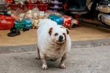 Wyraźnie otyły biały pies stojący na chodniku przy straganie
