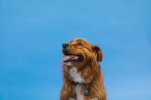 Rudy pies z białą plamą na piersi na tle błękitnego nieba