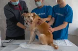 Weterynarz i wolontariusze zajmujący się psem