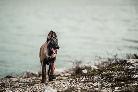 Szczeniak owczarka belgijskiego malinois nad brzegiem jeziora