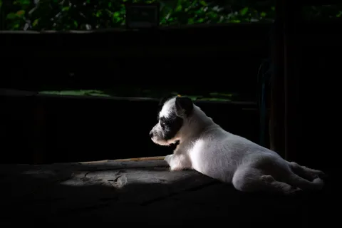 Parson Russell terrier odpoczywający w domowym wnętrzu