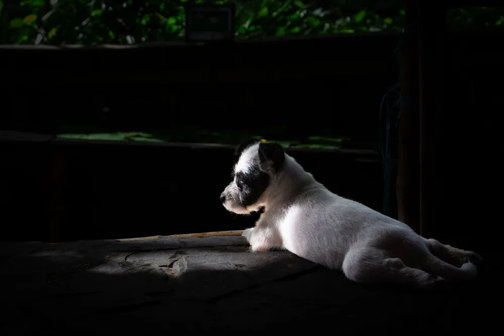 Parson Russell terrier odpoczywający w domowym wnętrzu