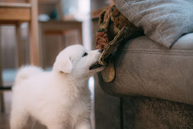 Szczeniak samoyeda bawiący się materiałem na kanapie