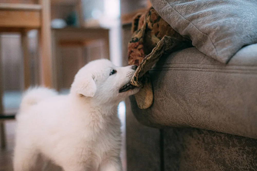 Szczeniak samoyeda bawiący się materiałem na kanapie