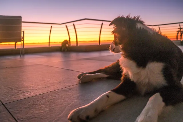 Border collie leżący na tarasie