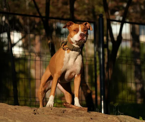 Pies w typie pit bull terriera stojący na ogrodzonym wybiegu