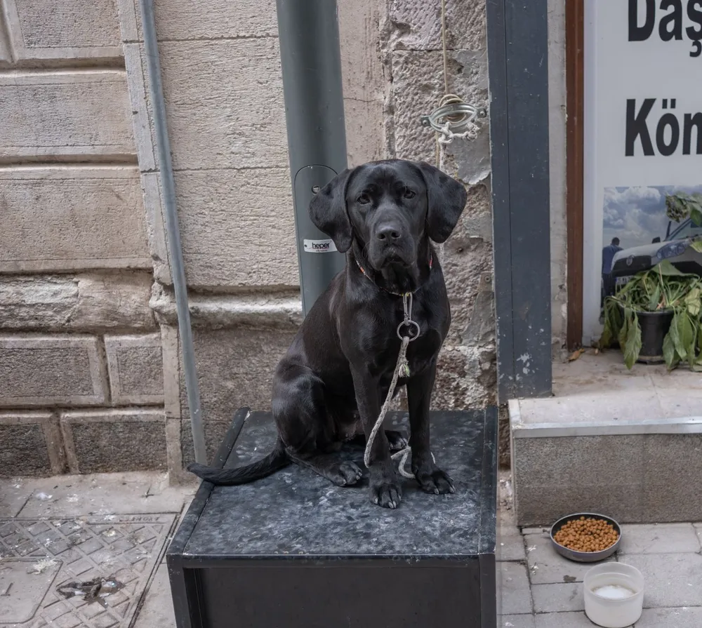 Czarny labrador siedzący na miejskim chodniku