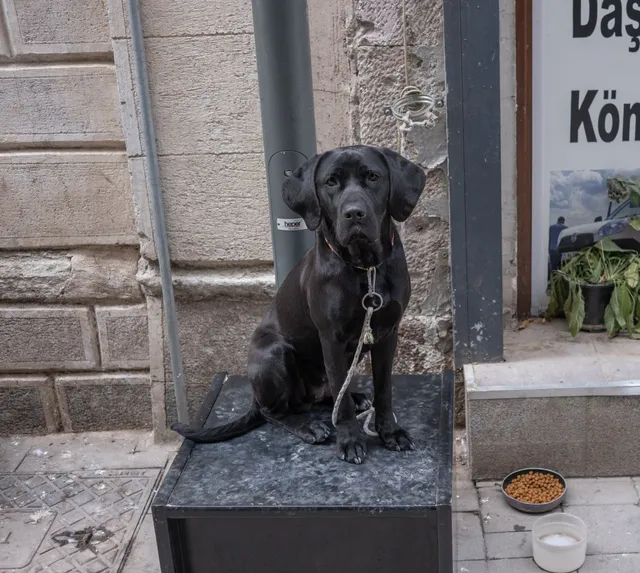 Czarny labrador siedzący na miejskim chodniku