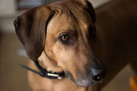 Zbliżenie rhodesian ridgebacka o wyrazistych oczach