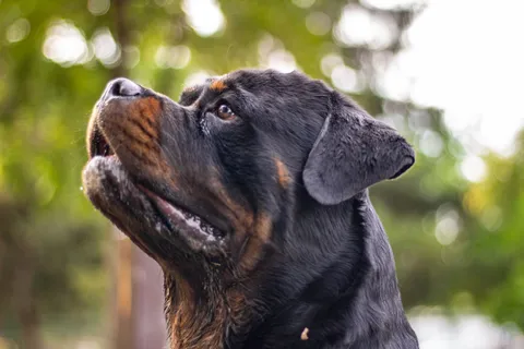 Portret rottweilera na tle rozmytej zieleni
