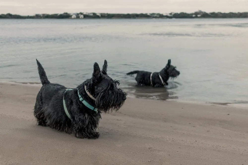 Dwa scottish teriery na plaży w słoneczny dzień