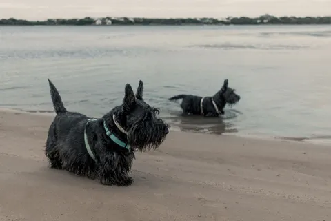 Dwa scottish teriery na plaży w słoneczny dzień