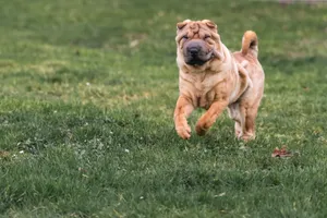Shar pei biegnący radośnie przez zieloną łąkę