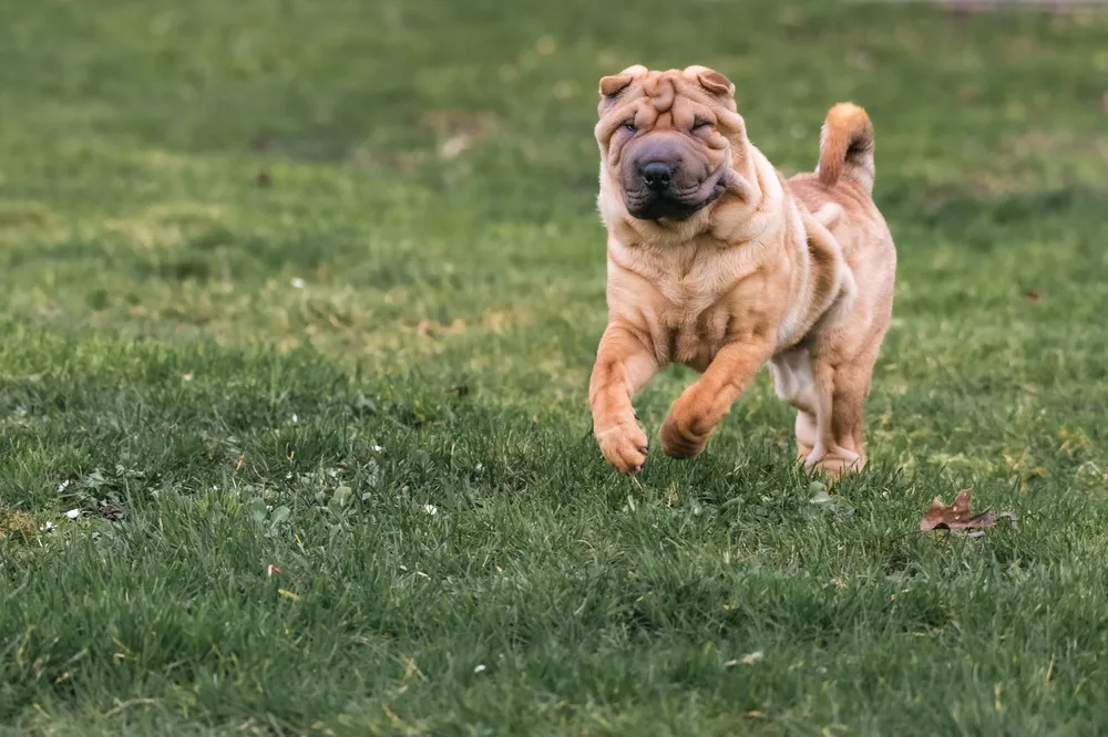 Shar pei biegnący radośnie przez zieloną łąkę
