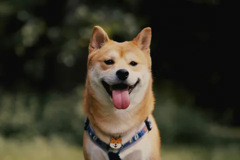 Shiba inu z wywieszonym językiem na portrecie plenerowym