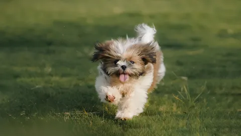 Szczeniak shih tzu biegnący po zielonym trawniku