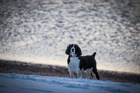 Springer spaniel angielski nad zaśnieżonym brzegiem jeziora zimą