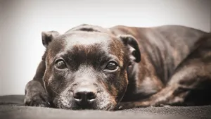 Spokojny staffordshire bull terrier leżący w domowym wnętrzu
