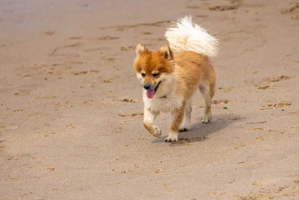Szpic islandzki biegnący po piaszczystej plaży