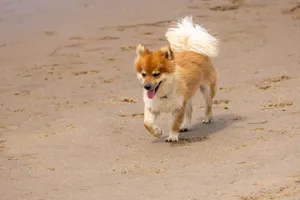 Szpic islandzki biegnący po piaszczystej plaży