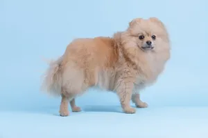Pomeranian pozujący w studiu na niebieskim tle
