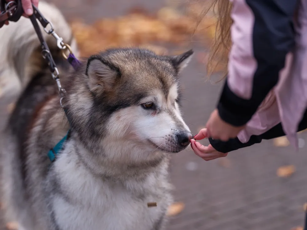 Alaskan malamute na smyczy dostaje przysmak z ręki