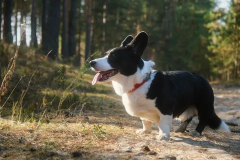 Czarno-biały welsh corgi cardigan na leśnej ścieżce w słońcu