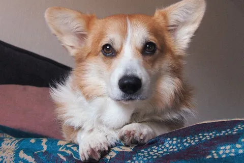 Welsh corgi pembroke wygodnie rozłożony w domowym wnętrzu
