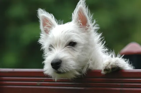 Szczeniak west highland white teriera wyglądający zza płotu