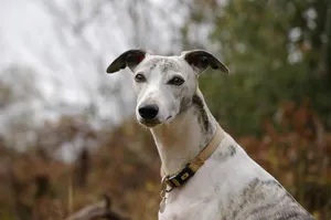 Whippet na tle rozmytej zieleni w plenerze