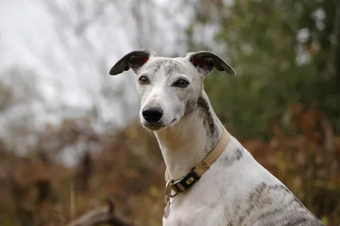 Whippet na tle rozmytej zieleni w plenerze