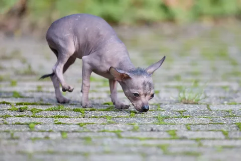 Bezwłosy xoloitzcuintle węszący na kamiennym chodniku