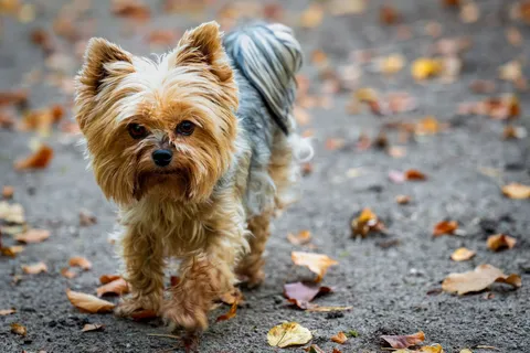 Yorkshire terrier o długim włosie na spacerze wśród jesiennych liści