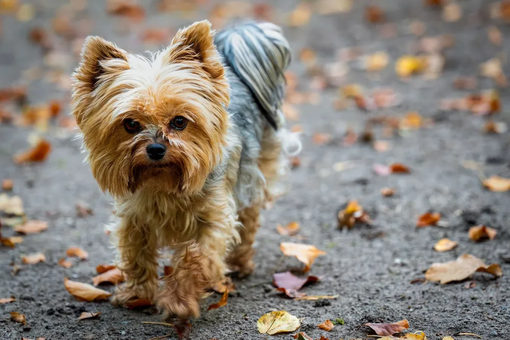 Yorkshire terrier o długim włosie na spacerze wśród jesiennych liści