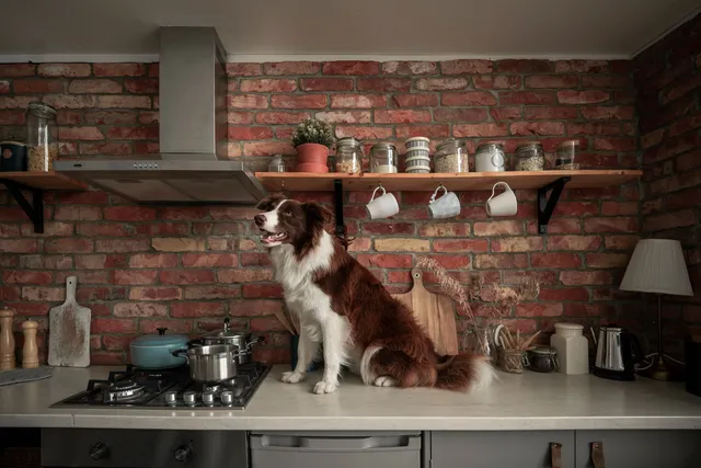 Border collie siedzący na blacie kuchennym wśród pojemników