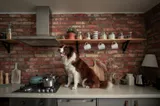 Border collie siedzący na blacie kuchennym wśród pojemników