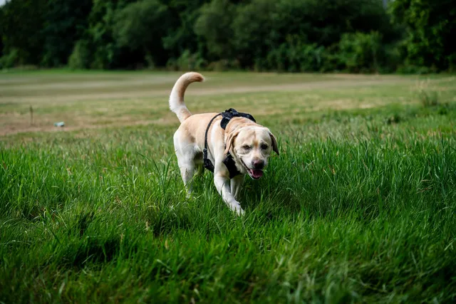 Labrador w szelkach idący po trawie