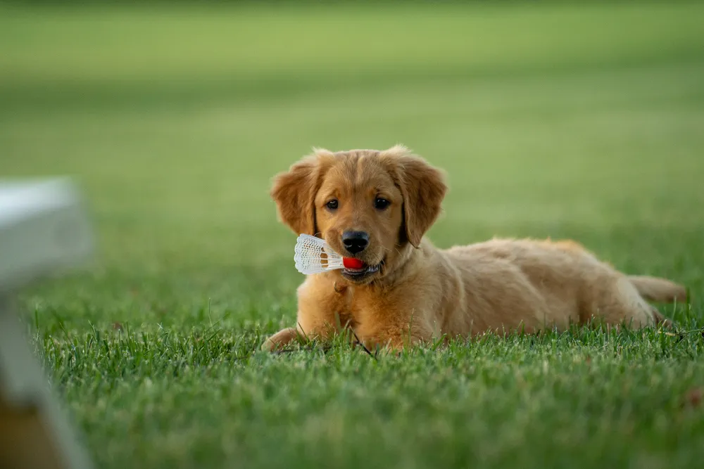 Szczeniak golden retrievera leżący na trawniku z zabawką w pysku